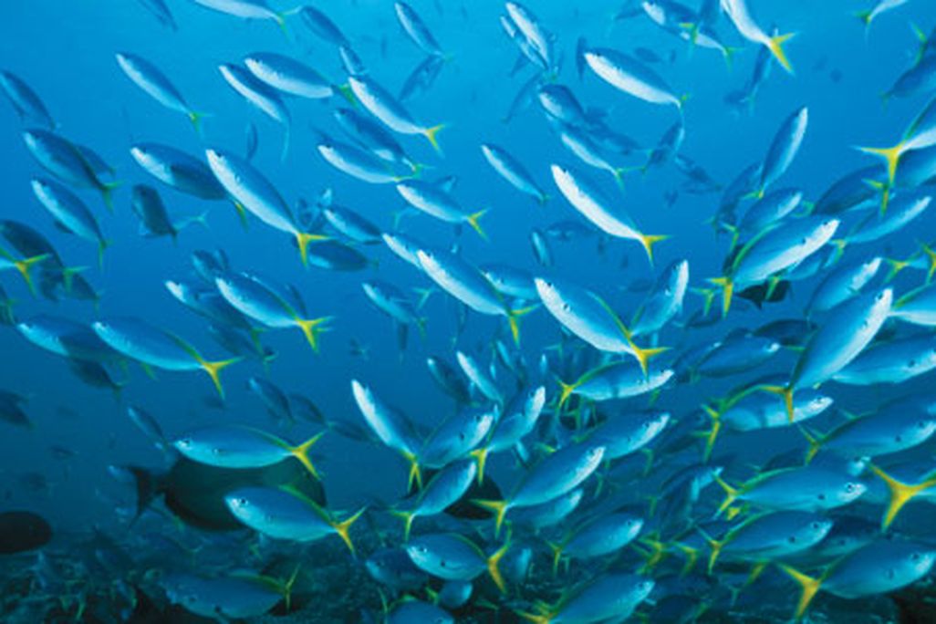Yellow and blueback fusiliers