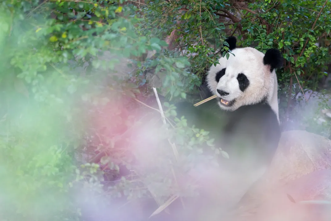 Panda eating bamboo