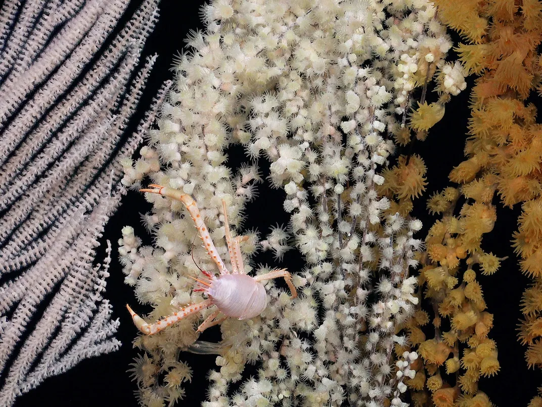 Deep Sea Corals