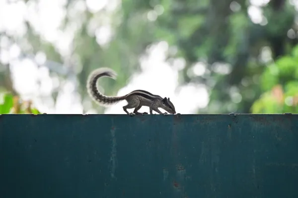 Agile Squirrel on the Edge thumbnail