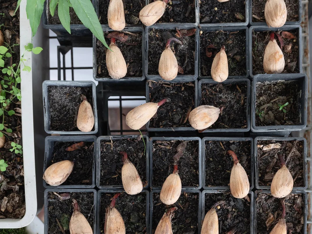 Bunya pine seedlings in the nursery at Yumburra.