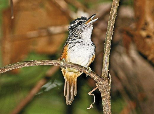 The Peruvian warbling antbird