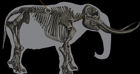 The outline of a mastodon skeleton