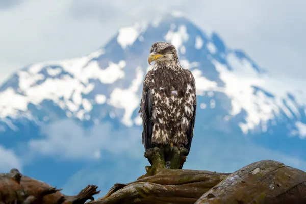 Under the Chilkat Sky thumbnail