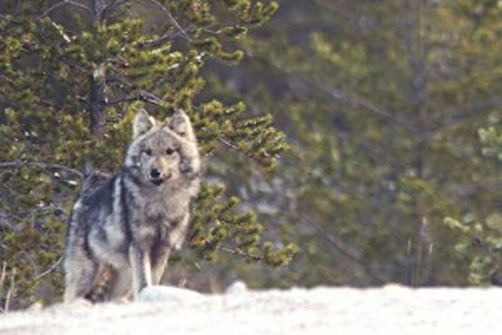 20110520104108quebecwolf-300x216.jpg
