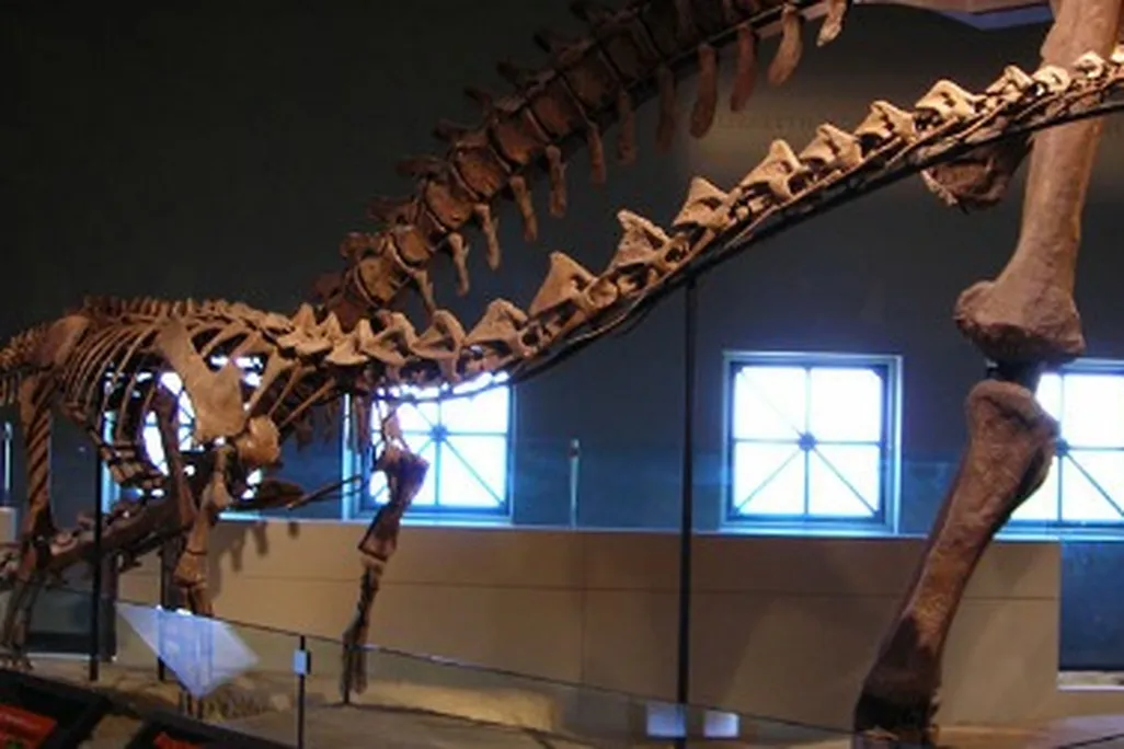 Rapetosaurus