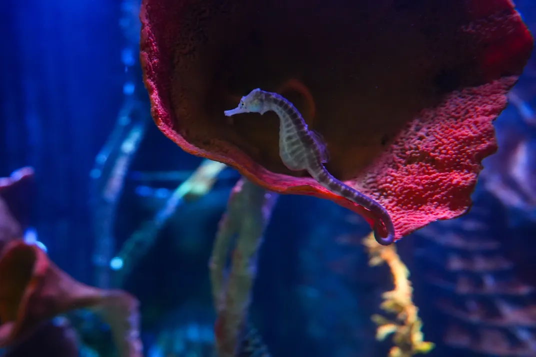 Seahorse