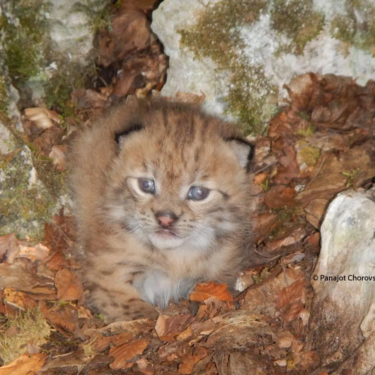 Objectif Pontiac Baby Lynx Argentique - 50mm - Occasion