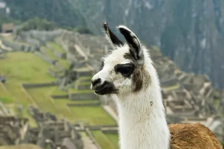 Llama antibodies are smaller than human ones, making them ideal for latching onto hard-to-reach areas of flu virus strains