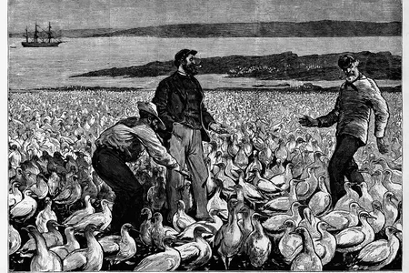 A 19th-century illustration depicts a scene off the coast of Peru, where bird poop, or guano, was harvested as a valuable agricultural fertilizer.