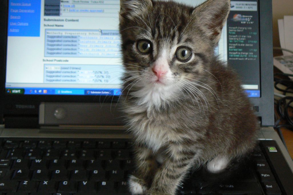 20131030101027cat.jpg