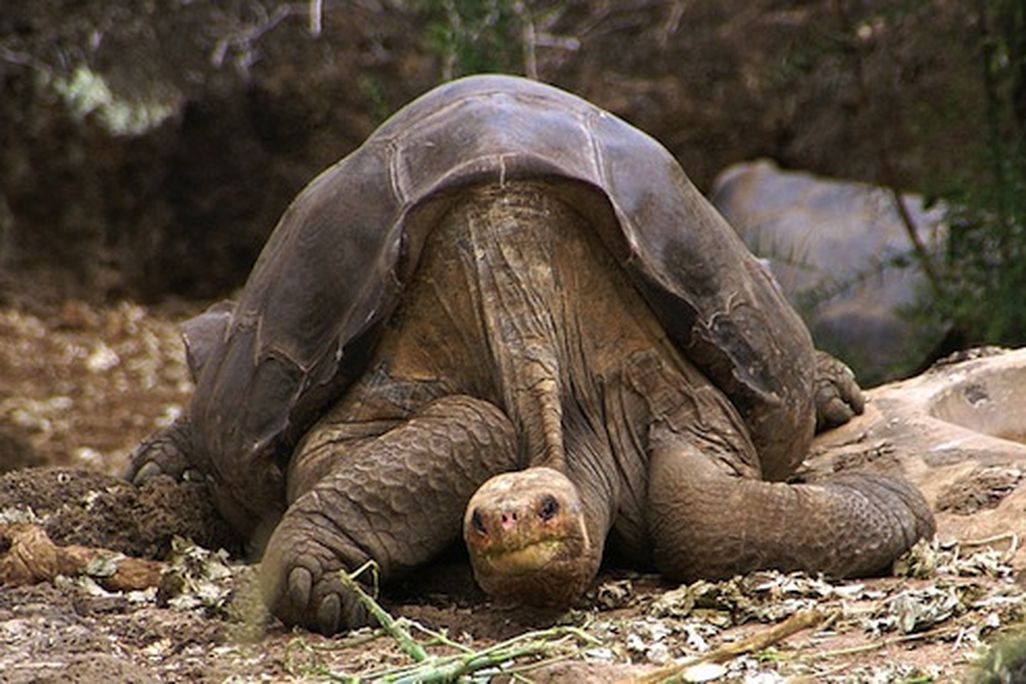 20130702094026Lonesome_George_-Pinta_giant_tortoise_-Santa_Cruz.jpg