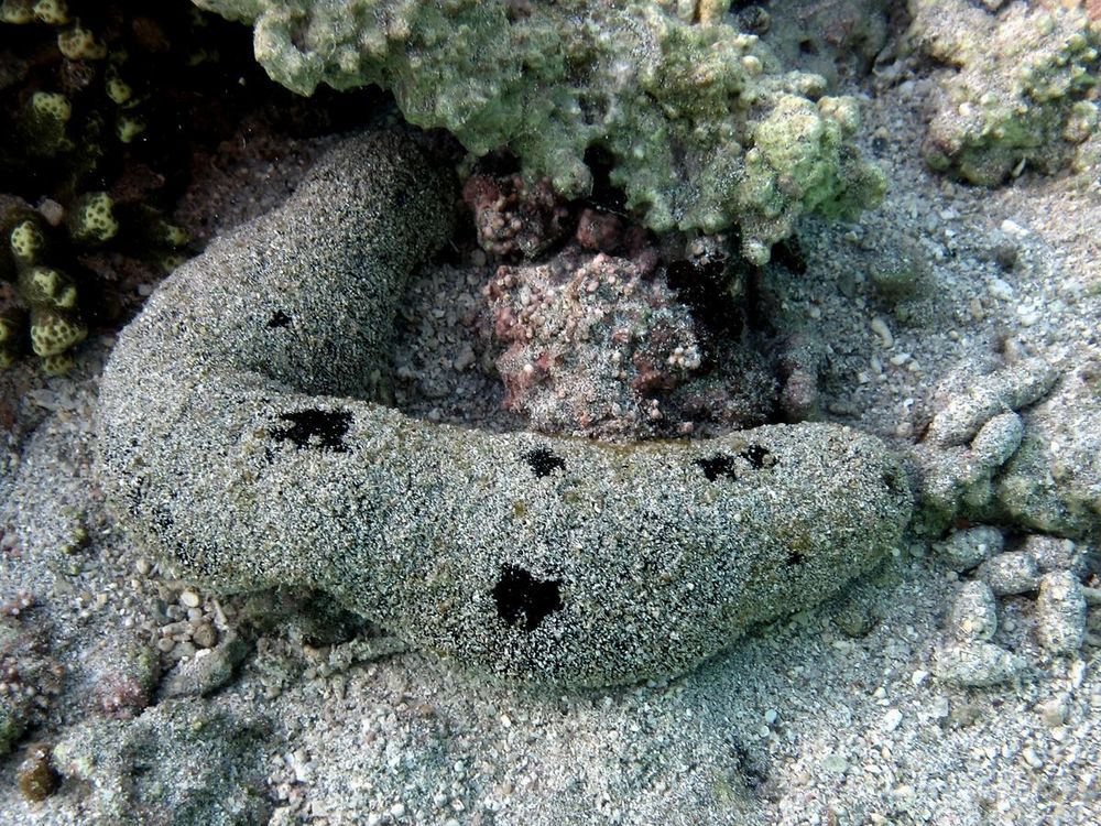 A sea cucumber covered in sand laying on the ocean floor near some yellow colored coral