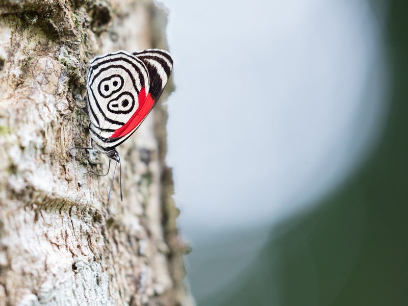 Eighty-eight Butterfly | Smithsonian Photo Contest | Smithsonian Magazine