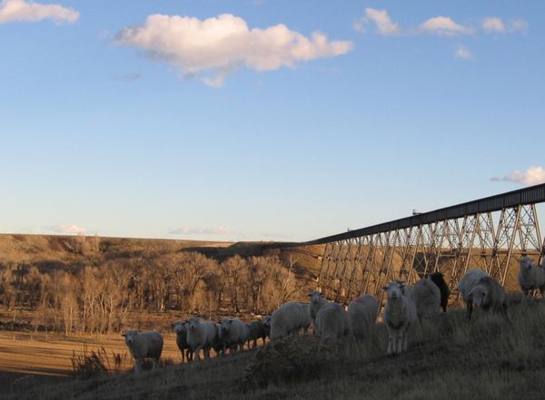 Big Sky Country sheep in front of historic Judith river Trestle. thumbnail