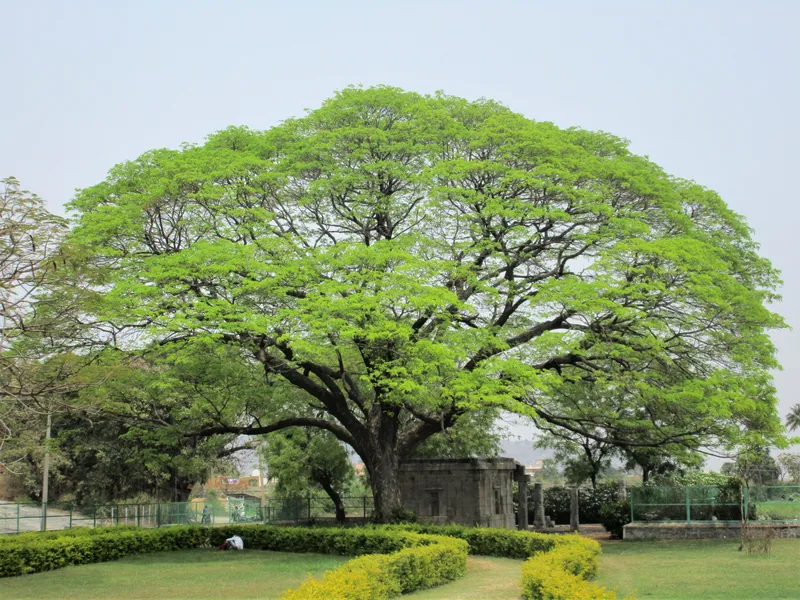 Fully grown tree. Possibly over 100years old. Smithsonian Photo