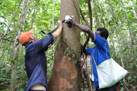 Setting up sound monitors in Papua New Guinea.