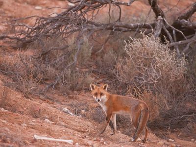 The red fox is among two European imports that researchers say play a big part in the loss of some of Australia's native species.