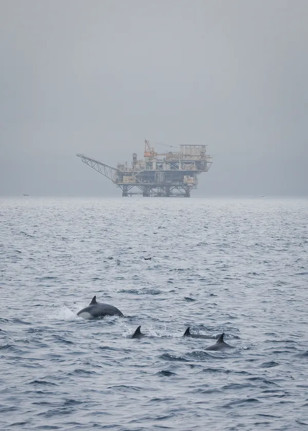 Dolphins and Oil Rig thumbnail