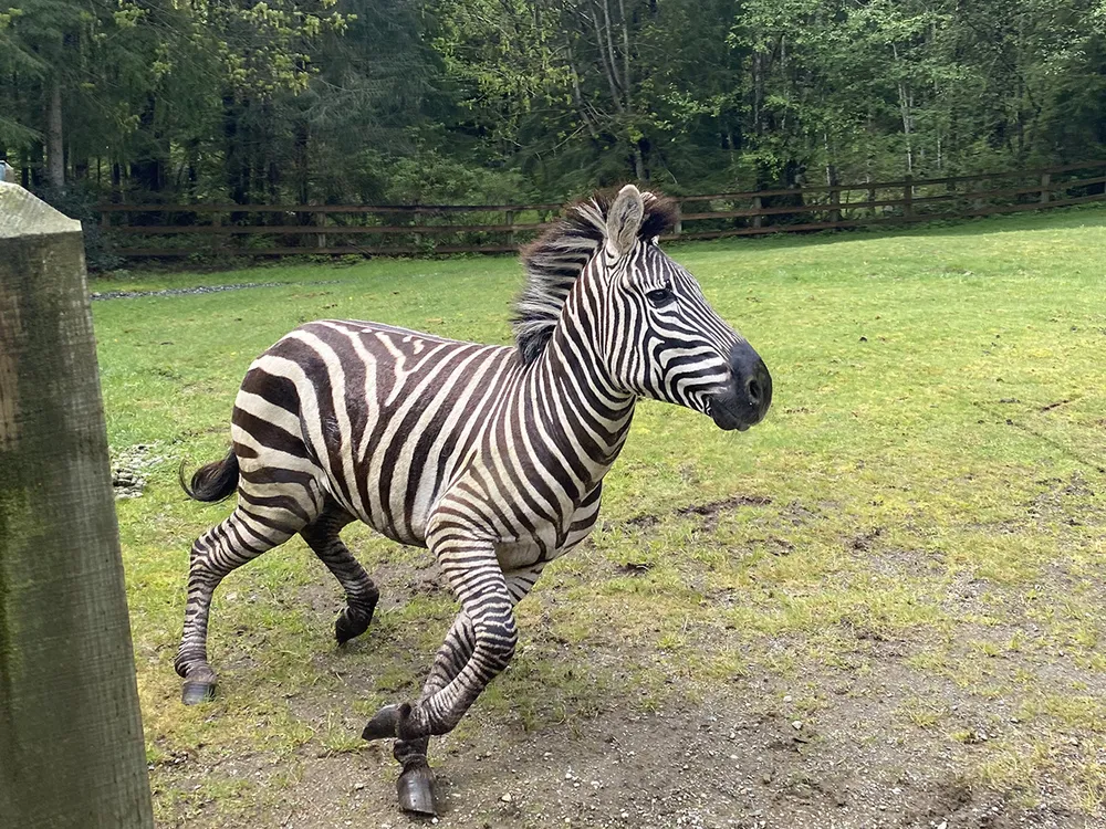 A zebra runs in a pen