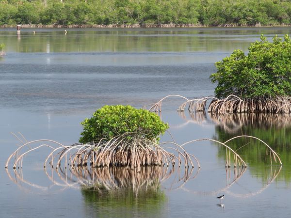 Mangrove Habitat thumbnail