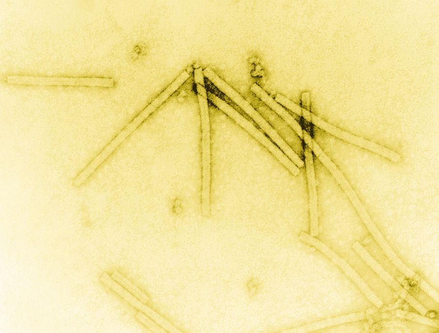 Tobacco Mosaic Virus
