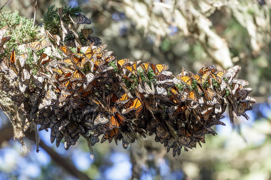 Monarchs cluster together on a tree