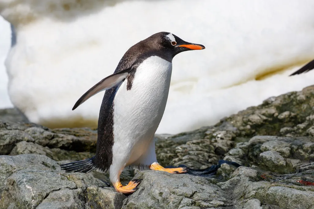 Penguin