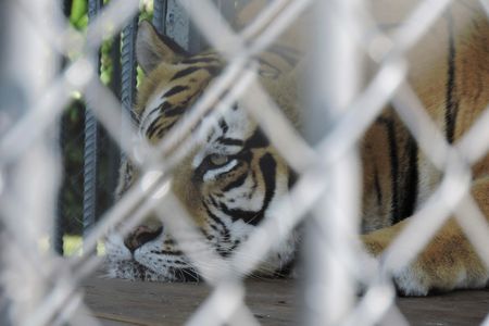 Tony the Tiger, a 550-pound Siberian-Bengal mix, lives in a cage at a Louisiana truck stop.