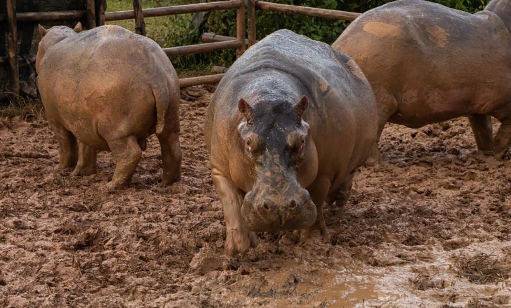 Cocaine Hippos