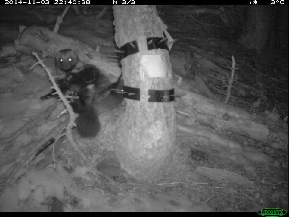 Black and white night-time image of wolverine next to tree