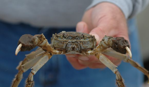 A Chinese mitten crab found in Chesapeake Beach, Maryland, in 2007. Chinese mitten crabs are most recognizable by their brown, spiny shells and furry “mittened” claws. (Credit: SERC)