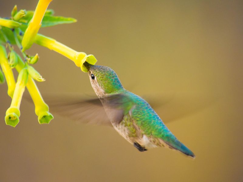 a hummingbird eating nectar from a flower. Smithsonian Photo Contest