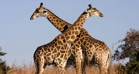 Giraffes hanging out on the savannah