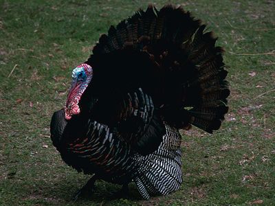 14 Fun Facts About Turkeys image