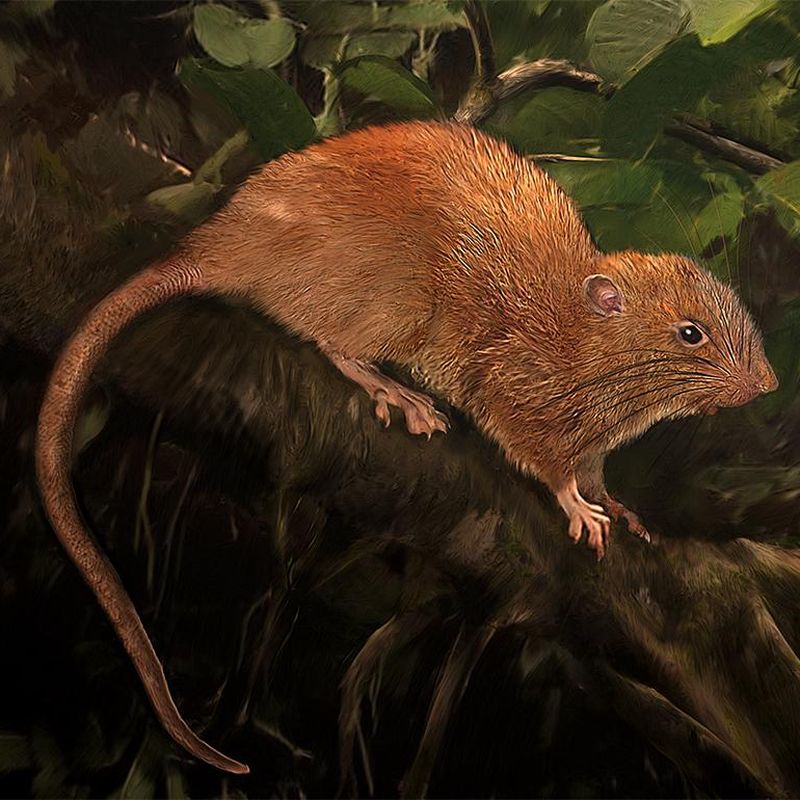 Fall in Love With This Newly Discovered Giant Island Rat Science