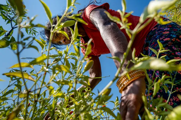 Farm of Hope thumbnail