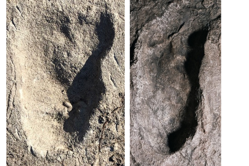 Two side-by-side photos of the ancient footprints, which look like bulges in the rock. The left photo belongs to the possibly new hominid and looks wider than A. afarensis on the right.