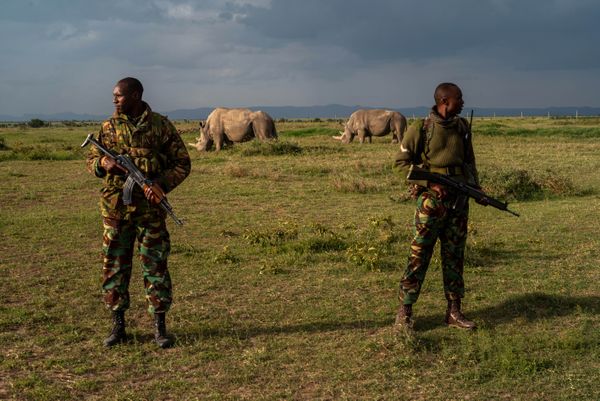 Two armed wild life Rangers guard the last two surviving Northern White Rhinos thumbnail