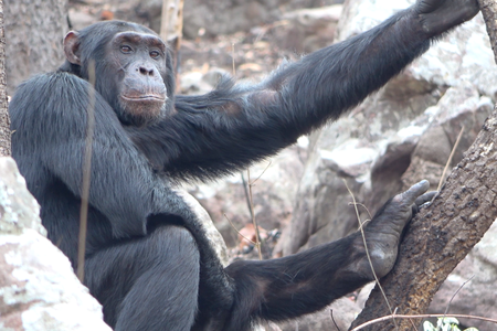 A high-ranking adult male chimpanzee rests in the dry and open woodland vegetation that dominates the Issa Valley savanna-mosaic habitat.