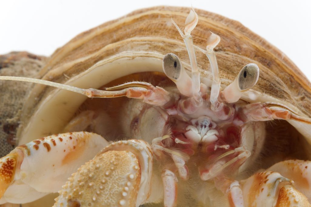 crabface