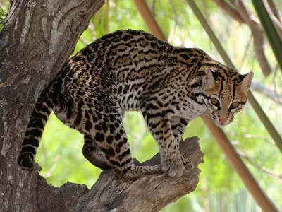 Ocelots have been listed as federally endangered in the U.S. since 1972.