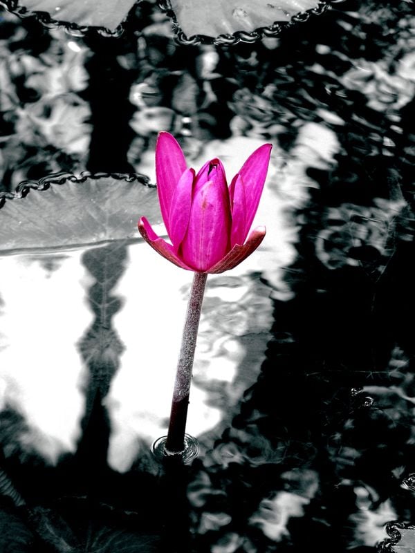 This shot of a bright pink water lily flower was taken at the Polasek Museum & Gardens in Winter Park. thumbnail