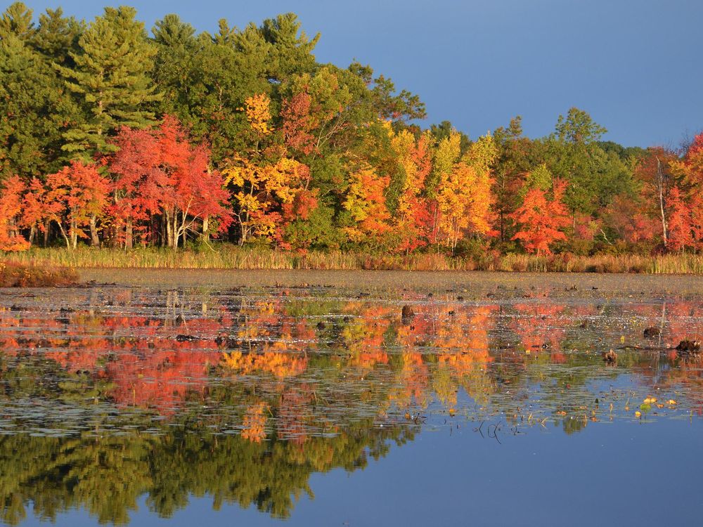 Fall Foliage