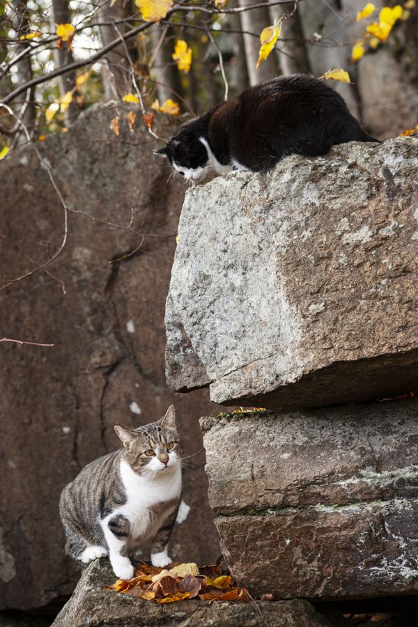 Timmi and Mio on the cliffs thumbnail
