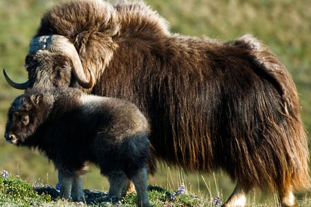 A baby musk ox stands with an adult in the Arctic.