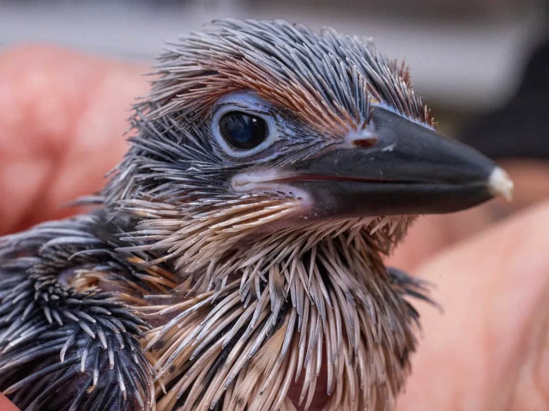 close-up of the head of a sihek chick