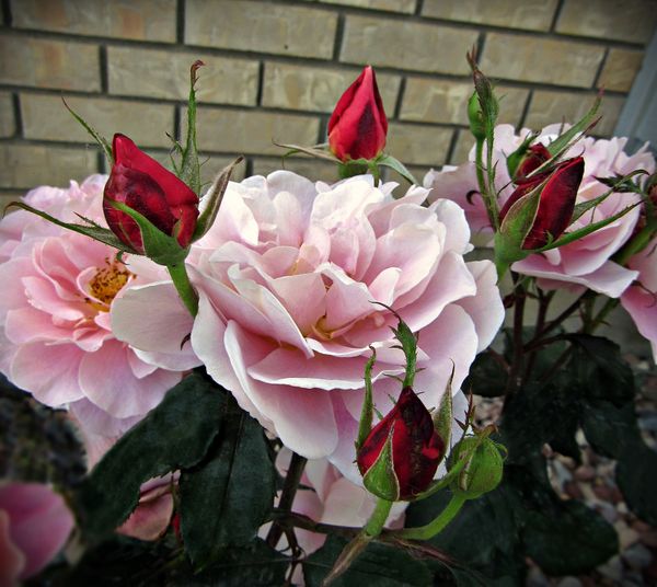 Gorgeous Bloom Smiles & Ladies In Waiting... thumbnail