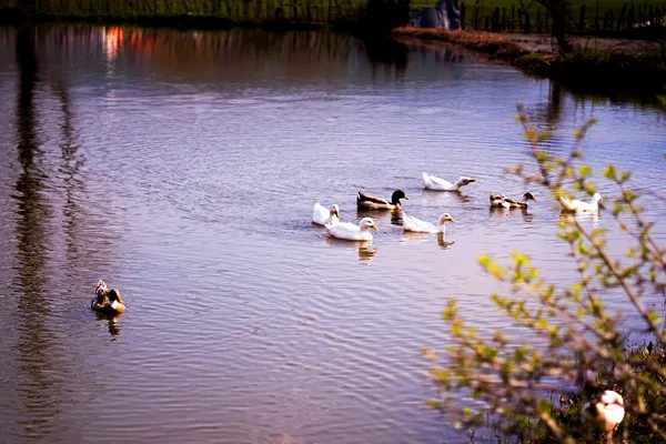Ducks dancing on the water thumbnail