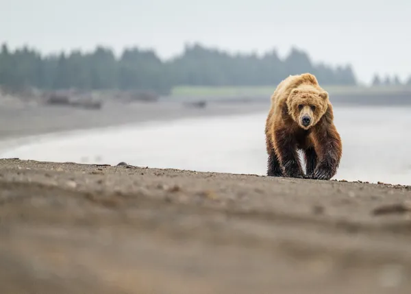 Bear on the Beach thumbnail